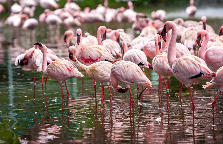 Lake Manyara National Park, Tanzania