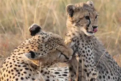 Wildlife safari game drive