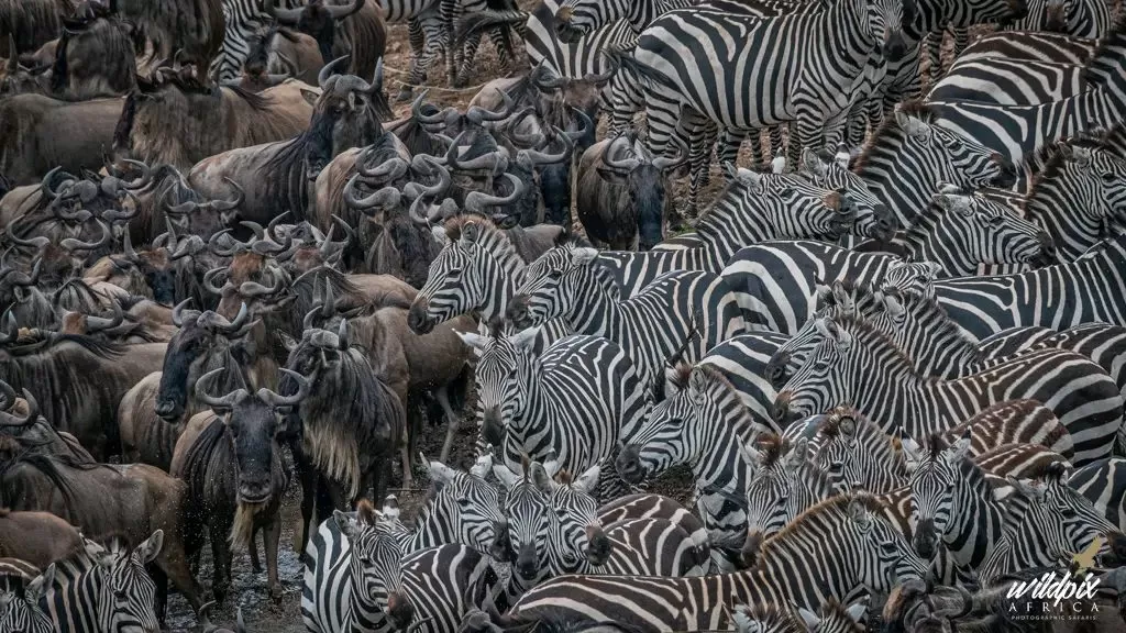 Serengeti National Park, Tanzania