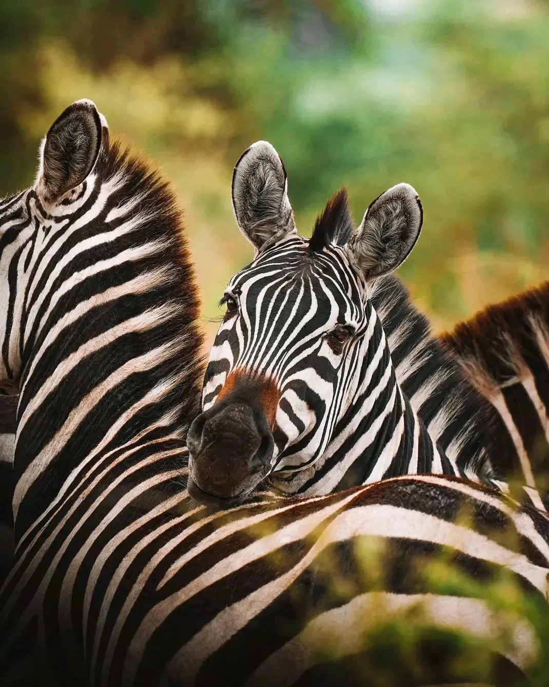 Serengeti Great Migration