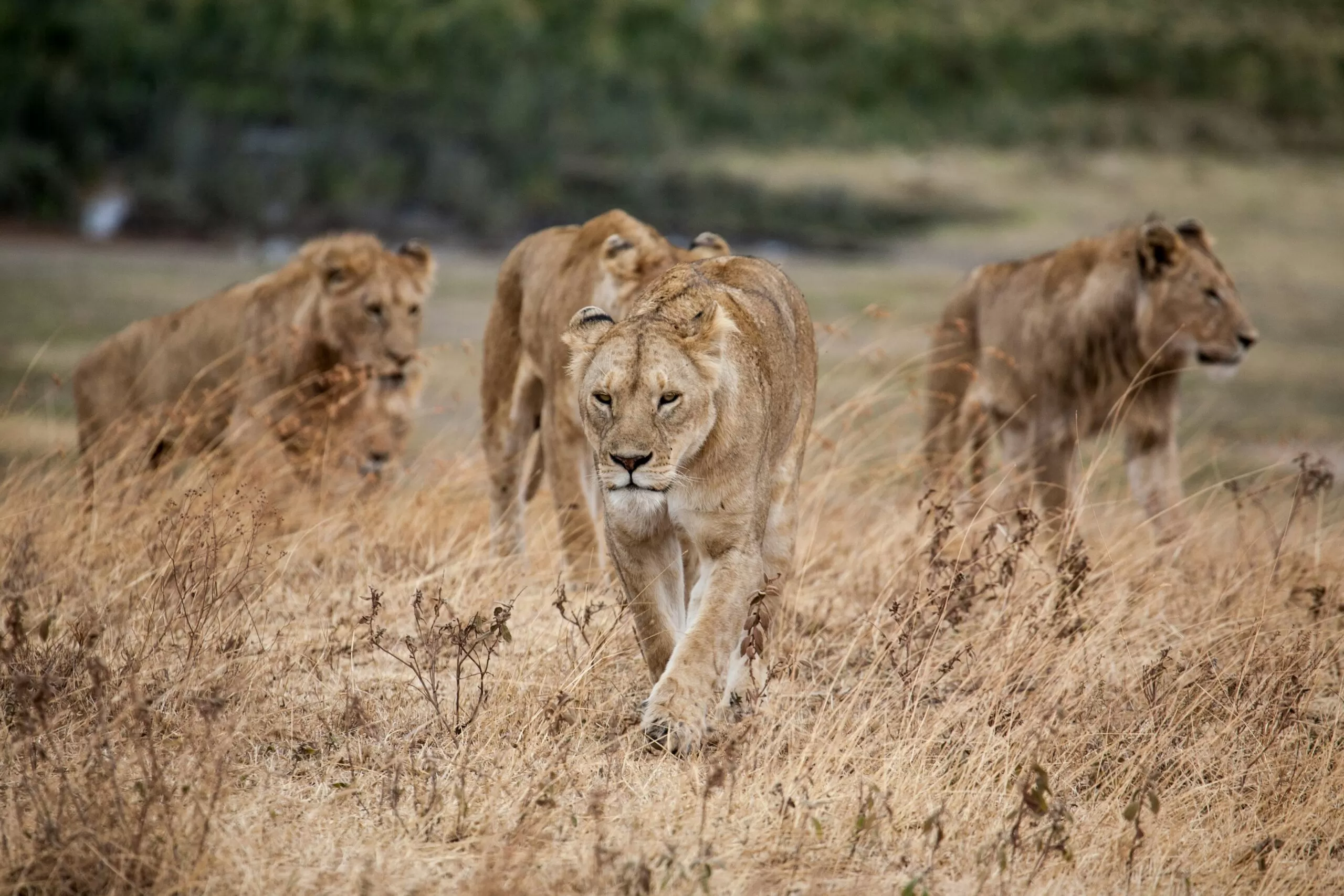 Ngorongoro Crater, Tanzania