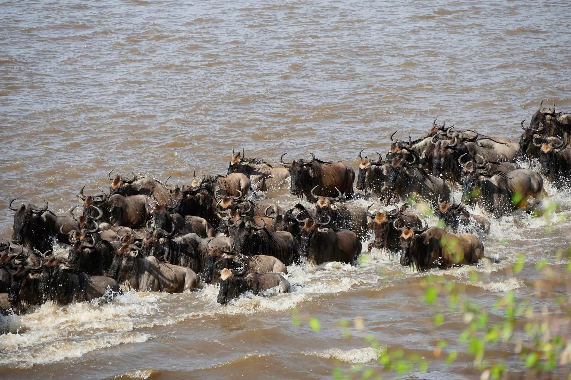 Maasai Mara